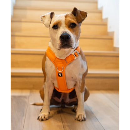 Arnés Aerosport para Perros - Street Dogs - Orange
