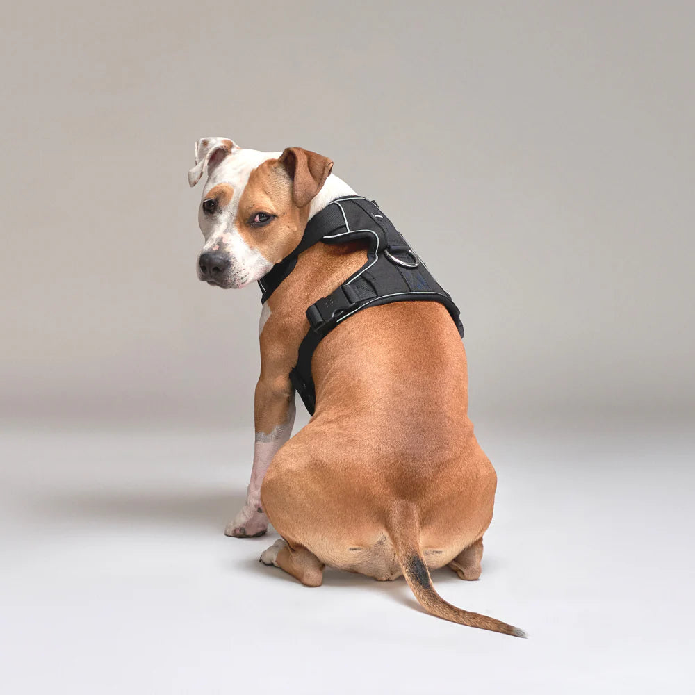 Arnés Antitirones Comfort para Perros | Acolchado, 2 Enganches + Mango Seguridad | Negro - Street Dogs